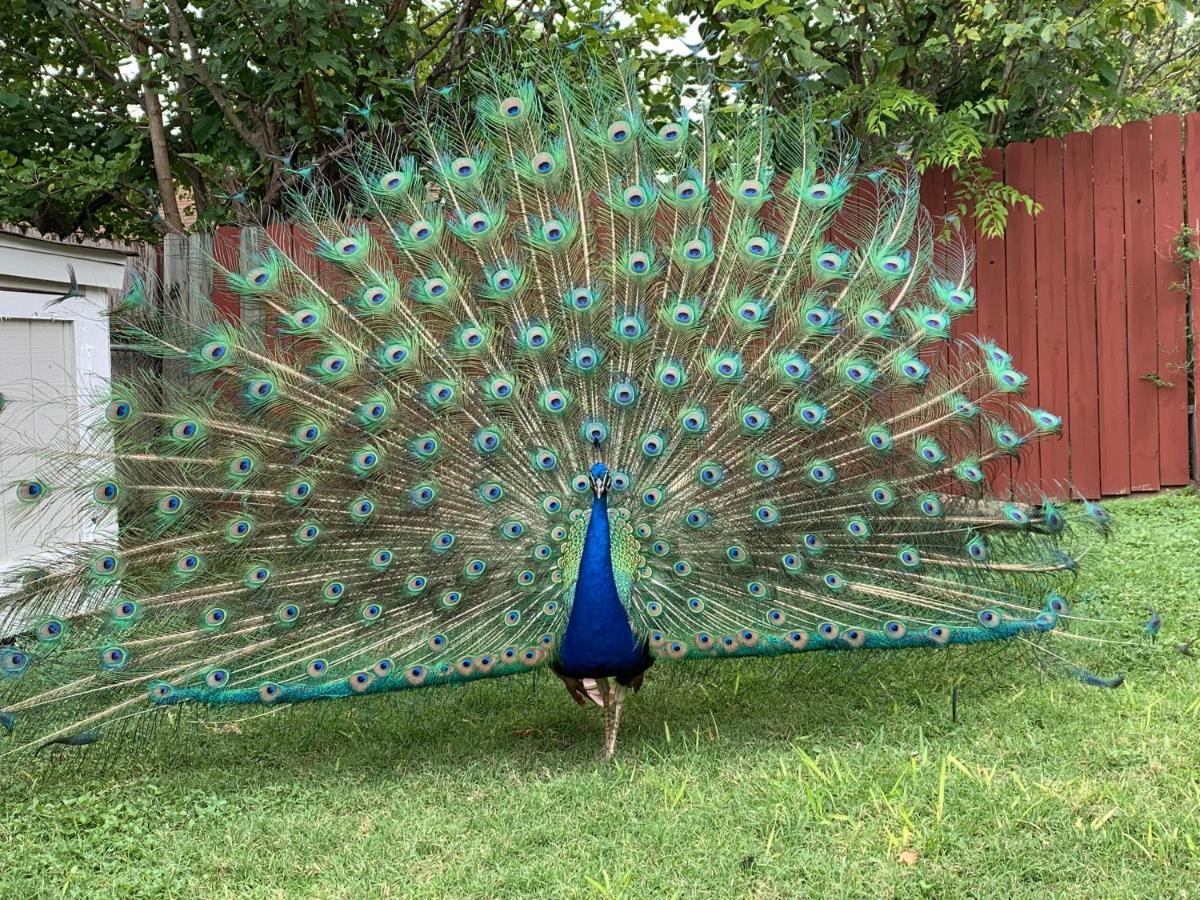 Вилла The Peacock House Сан-Антонио Экстерьер фото