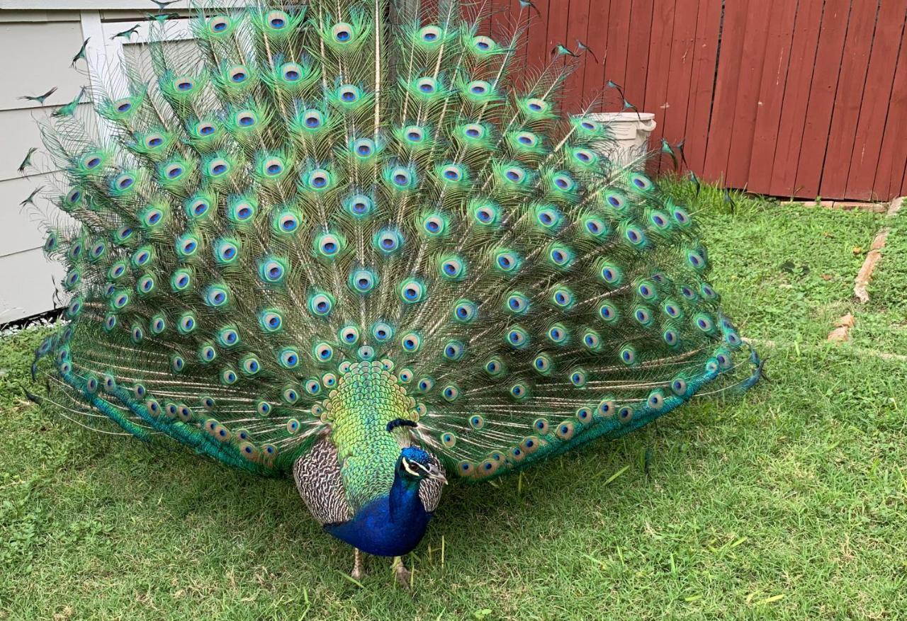Вилла The Peacock House Сан-Антонио Экстерьер фото